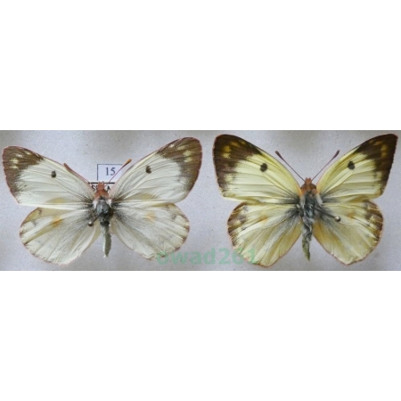 Colias hyale (Linnaeus, 1758) pair Szlaczkoń siarecznik Czech15